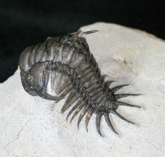 Well Preserved Crotalocephalus Africanus Trilobite #14676